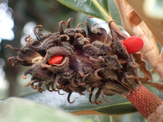 Magnolia seed pod